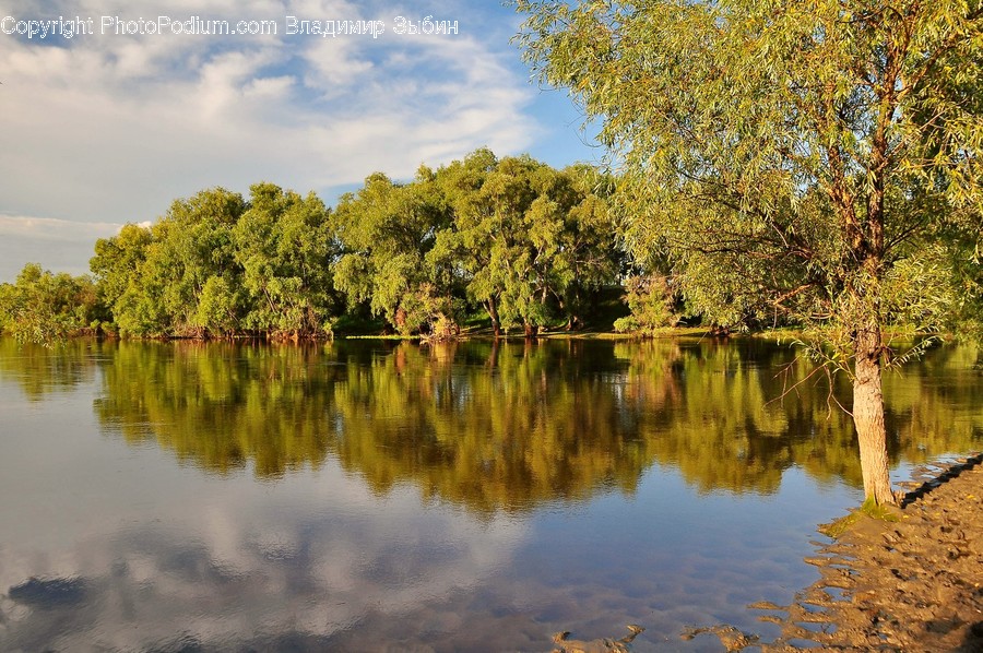 Outdoors, Pond, Water, Flora, Plant