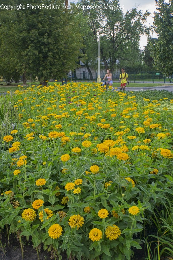 Asteraceae, Blossom, Flora, Flower, Plant
