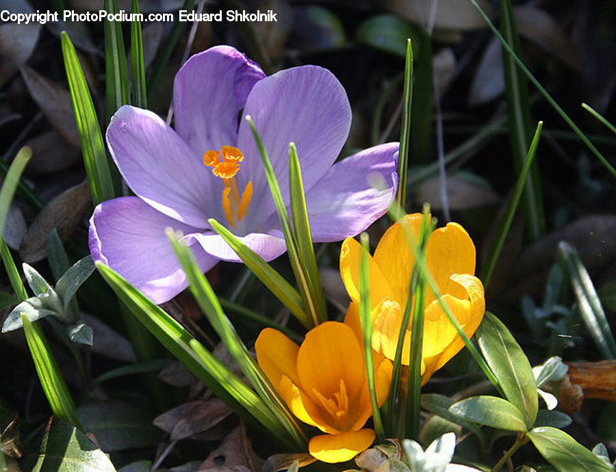 Blossom, Crocus, Flora, Flower, Plant