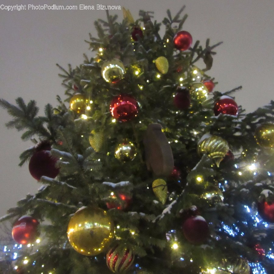 Ornament, Abies, Conifer, Fir, Flora