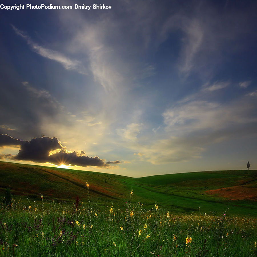 Field, Grass, Grassland, Land, Outdoors, Mound, Plant