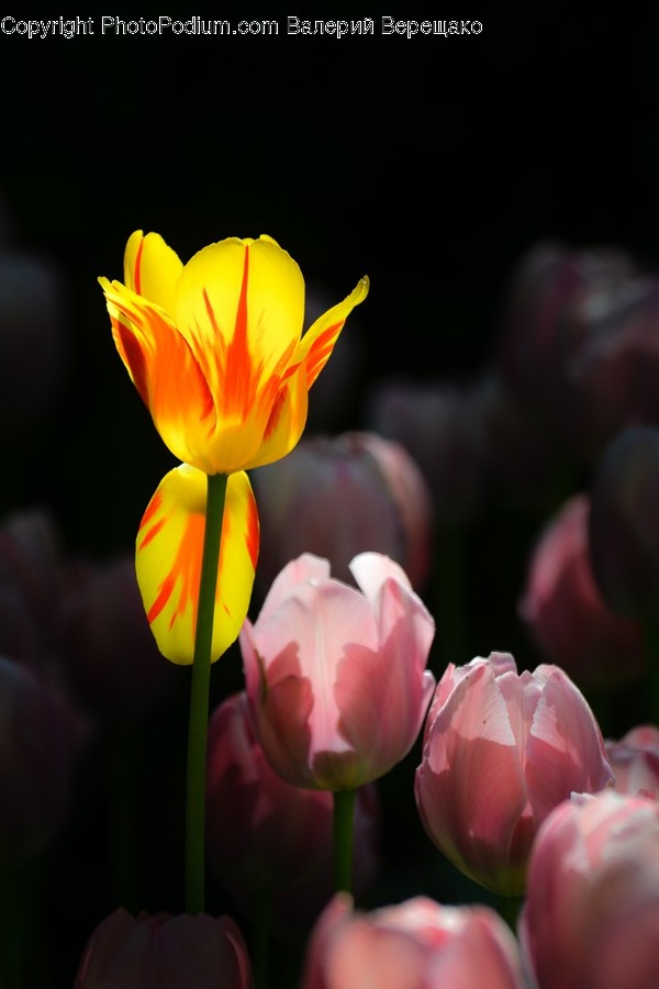 Blossom, Flora, Flower, Plant, Tulip
