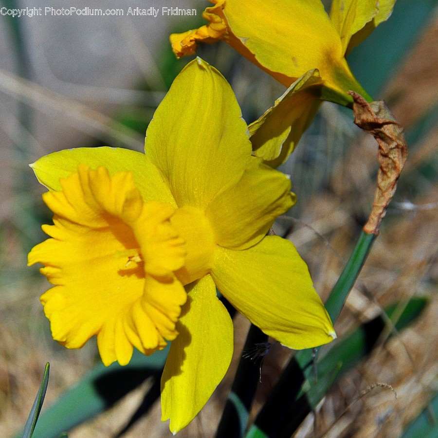 Blossom, Daffodil, Flora, Flower, Plant