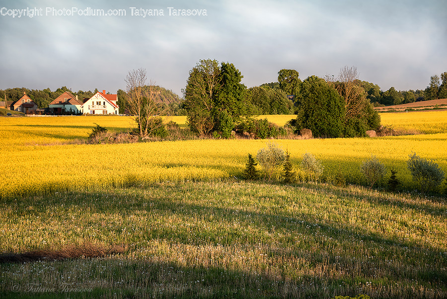 Field, Grassland, Outdoors, Countryside, Nature