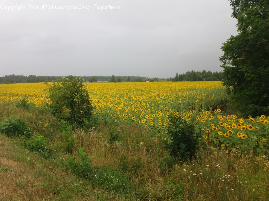 Field, Grassland, Outdoors, Countryside, Farm
