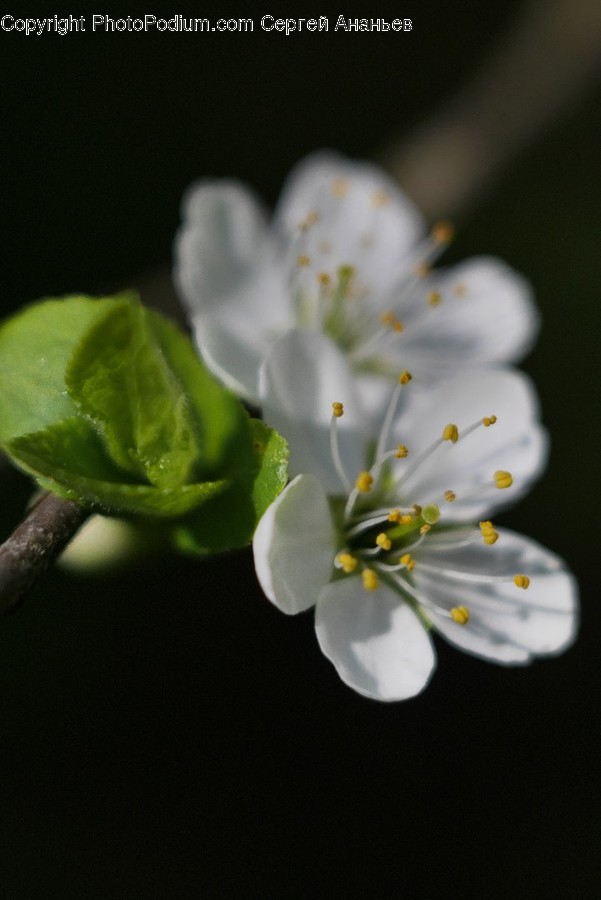Blossom, Flora, Flower, Plant, Cherry Blossom