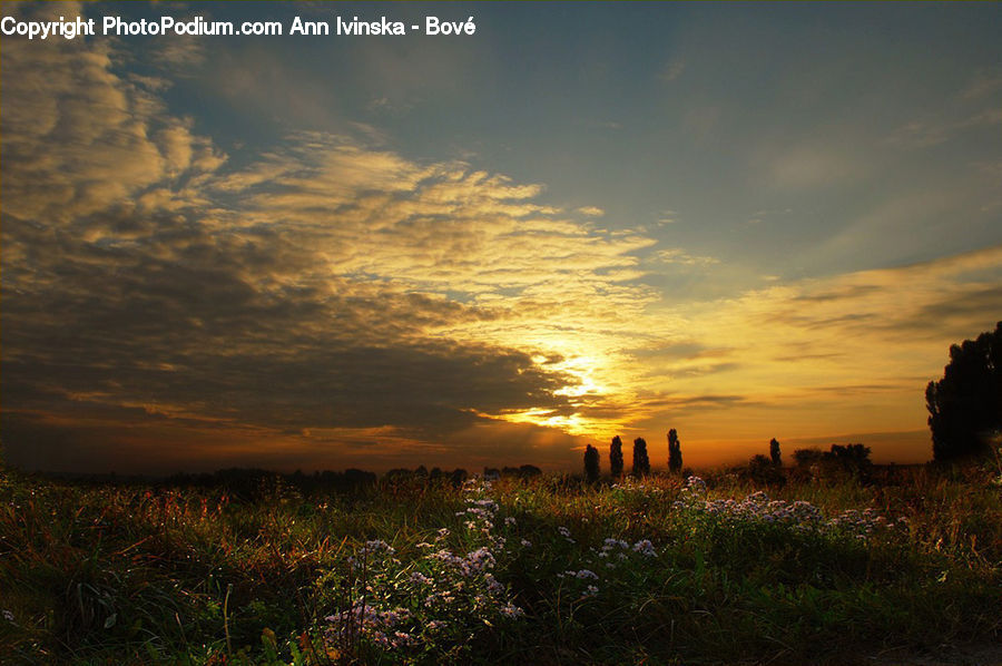 Field, Grass, Grassland, Plant, Dawn, Dusk, Red Sky