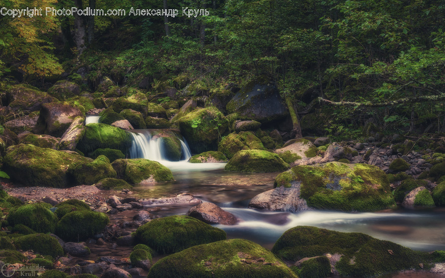 Creek, Outdoors, Stream, Water, Flora