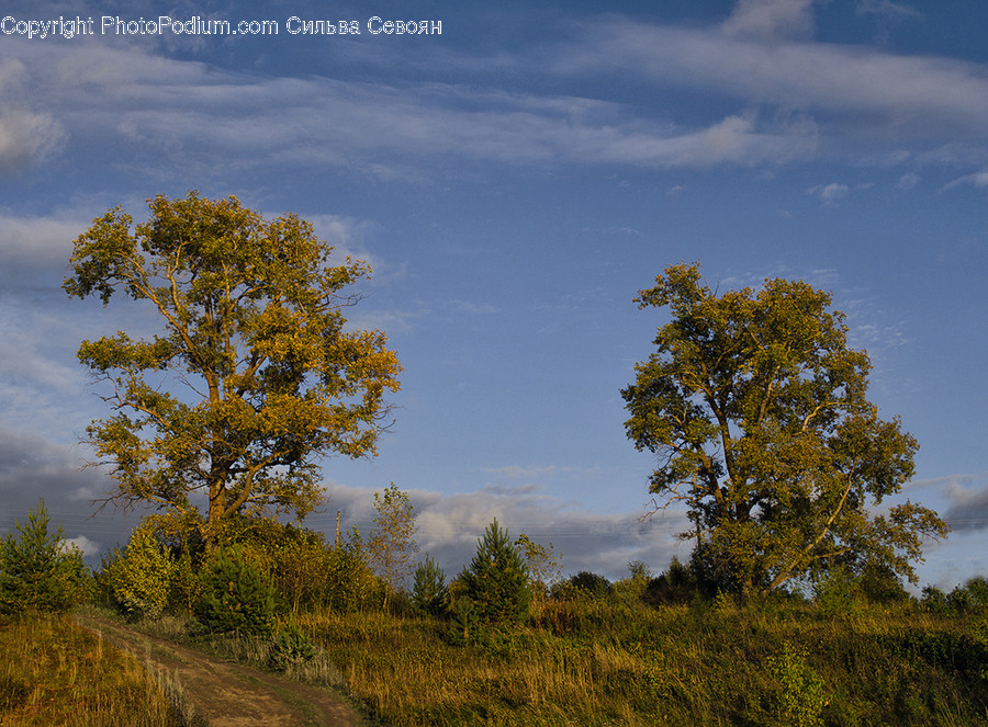 Dirt Road, Gravel, Road, Field, Grassland