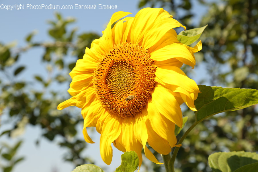 Blossom, Flora, Flower, Plant, Sunflower