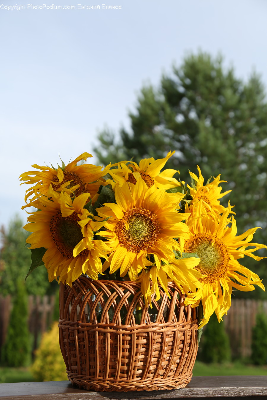 Blossom, Flora, Flower, Flower Arrangement, Ornament