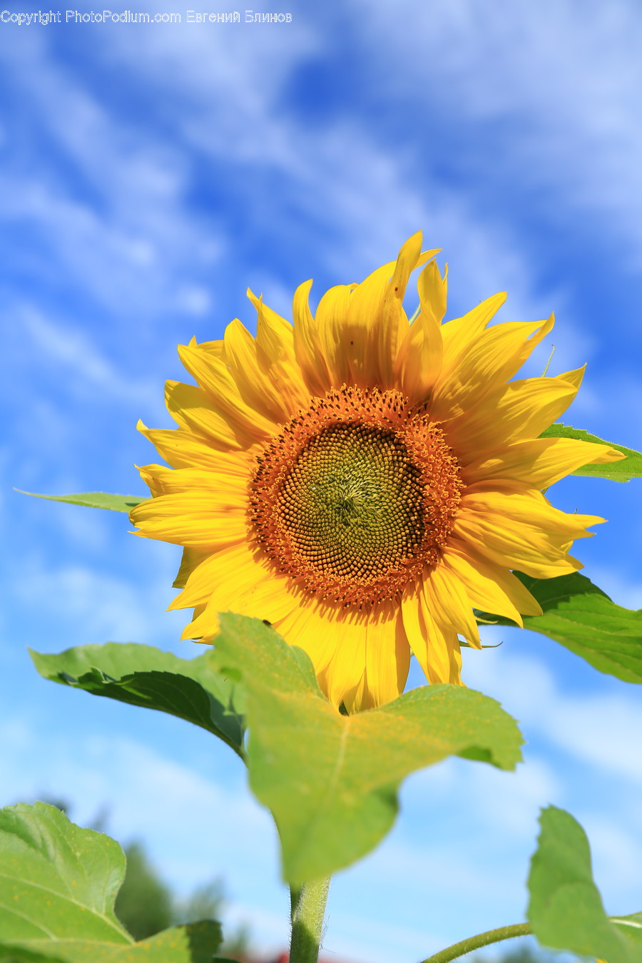 Blossom, Flora, Flower, Plant, Sunflower