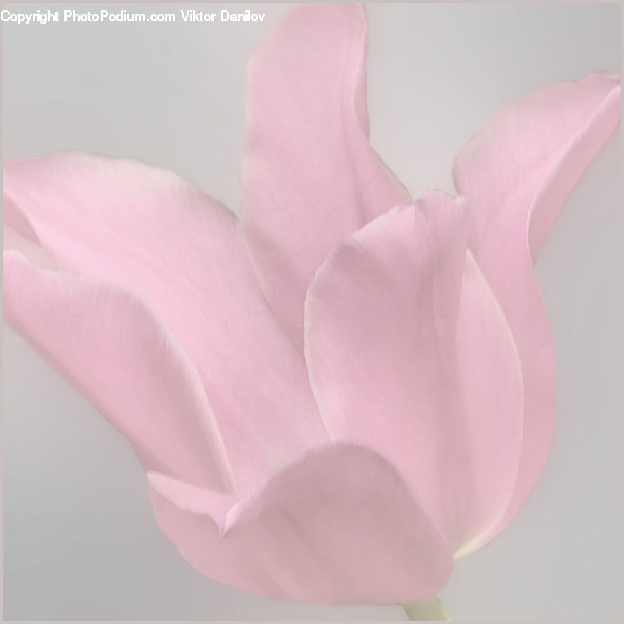People, Person, Human, Art, Origami, Paper, Flora