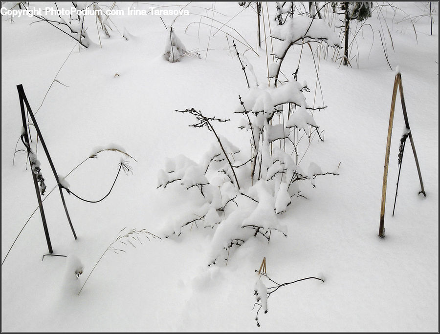 Ice, Outdoors, Snow, Conifer, Fir, Plant, Tree