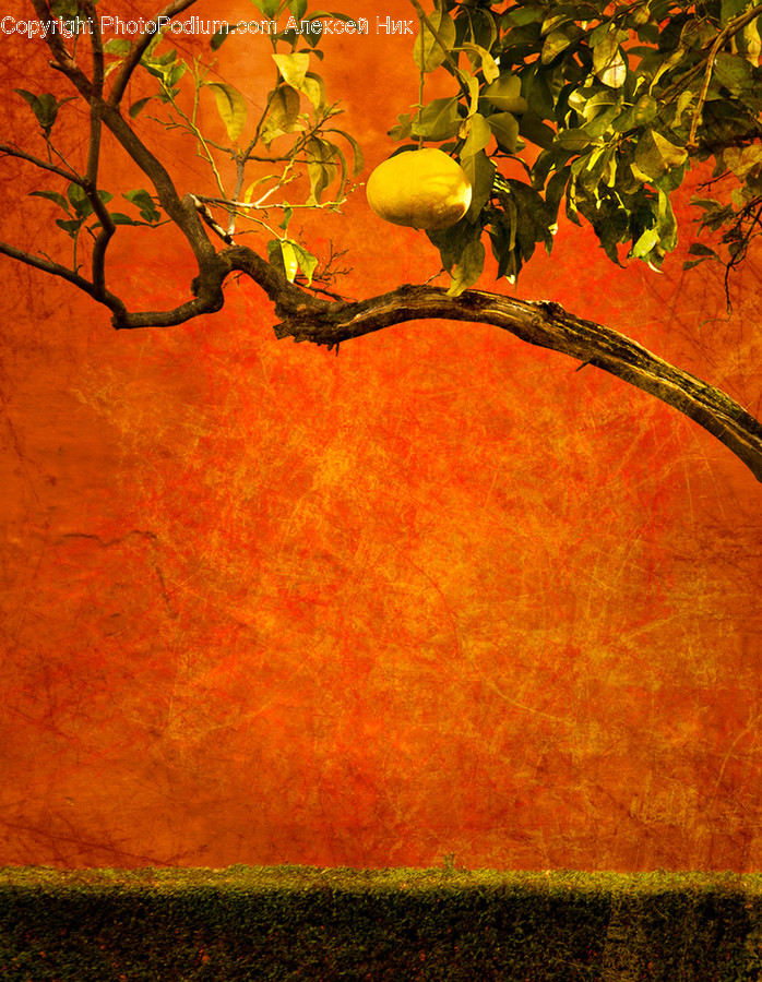 Citrus Fruit, Flora, Food, Fruit, Grapefruit