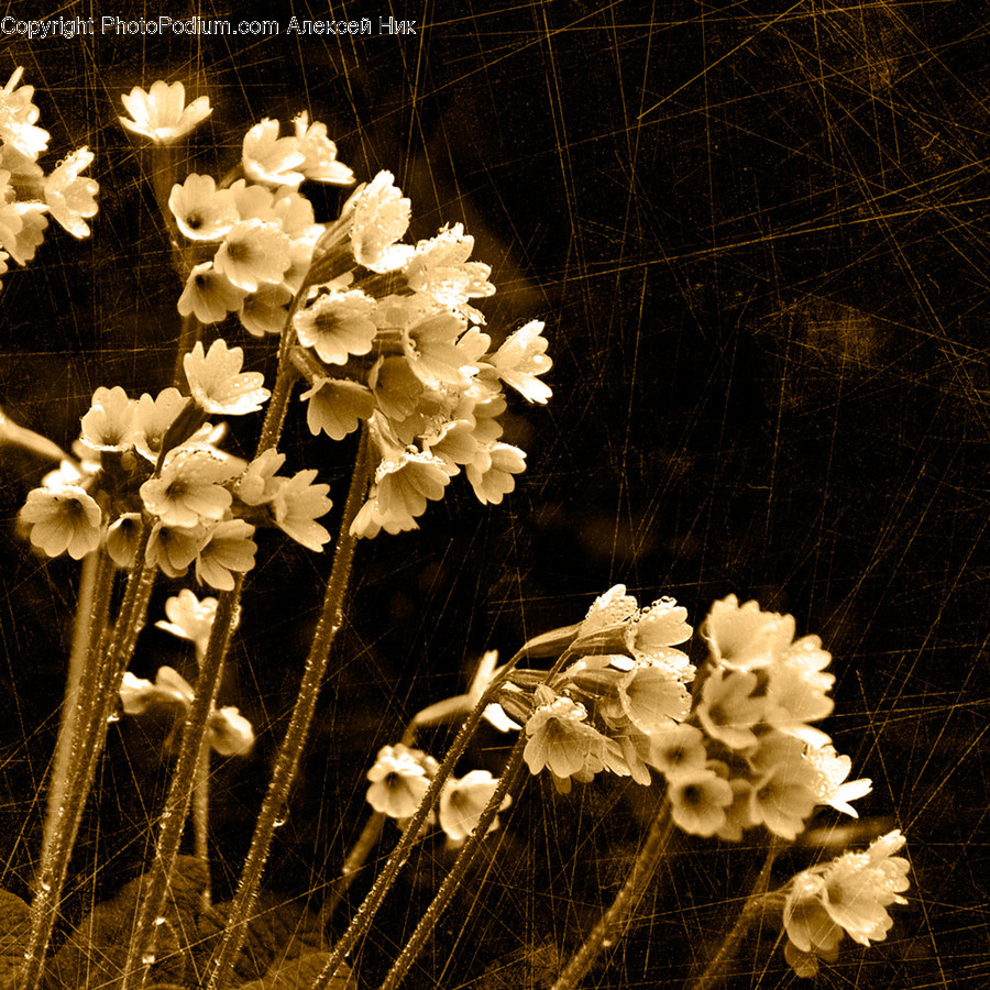 Blossom, Flora, Flower, Geranium, Plant