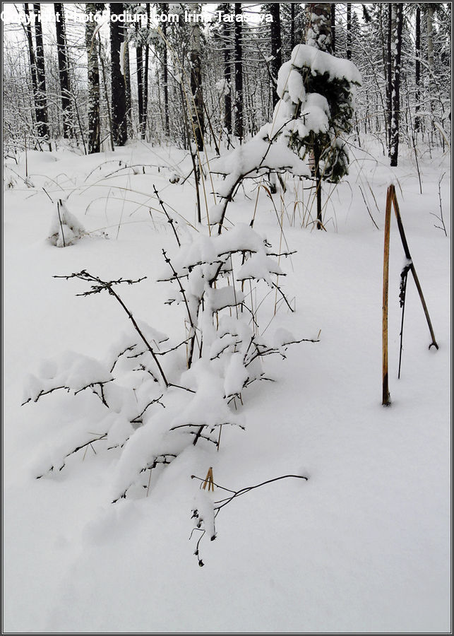 Ice, Outdoors, Snow, Conifer, Fir, Pine, Plant