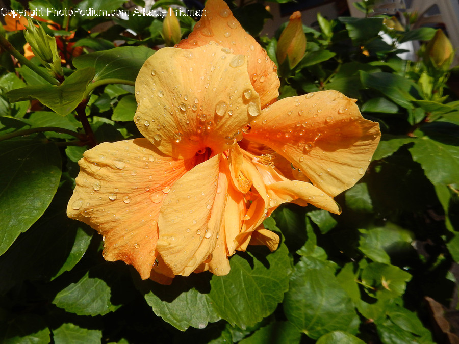 Blossom, Flora, Flower, Hibiscus, Plant