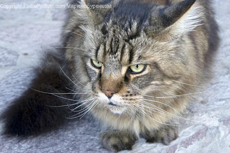 Animal, Cat, Mammal, Pet, Manx