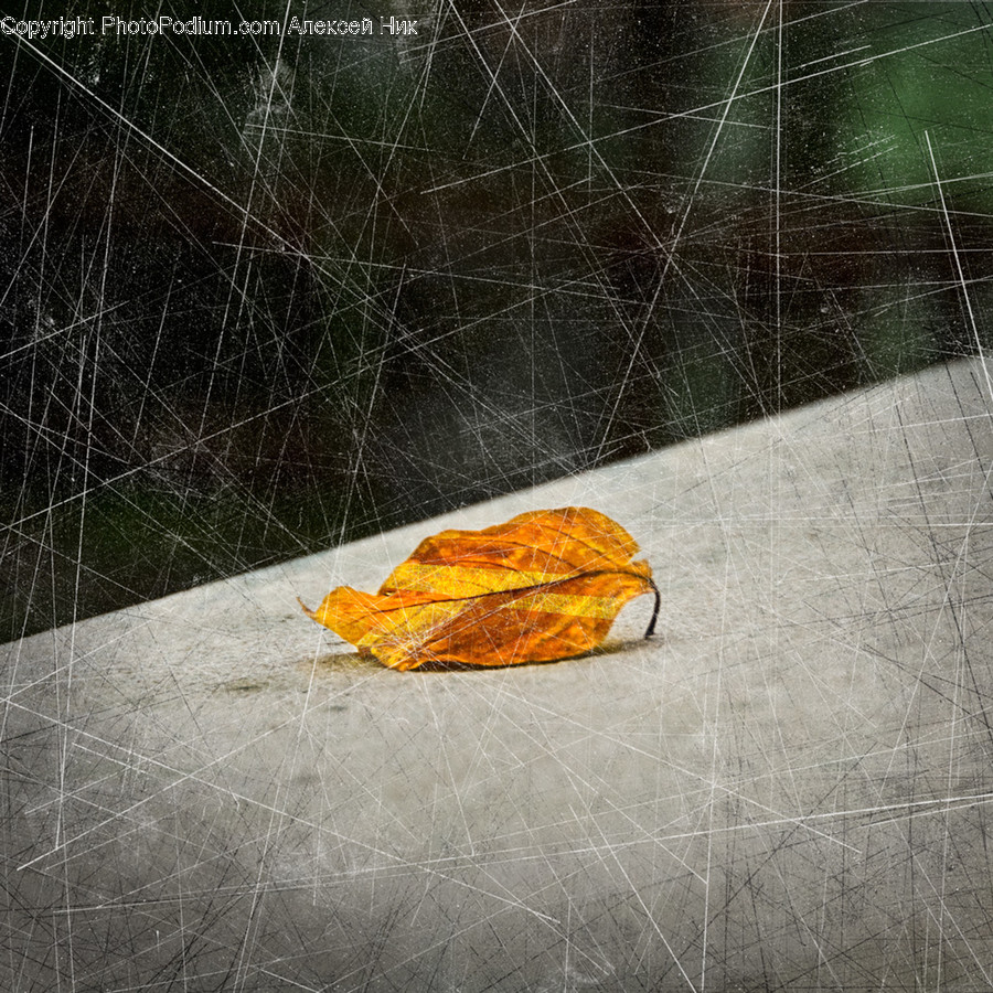 Flora, Leaf, Maple Leaf, Plant, Accessories