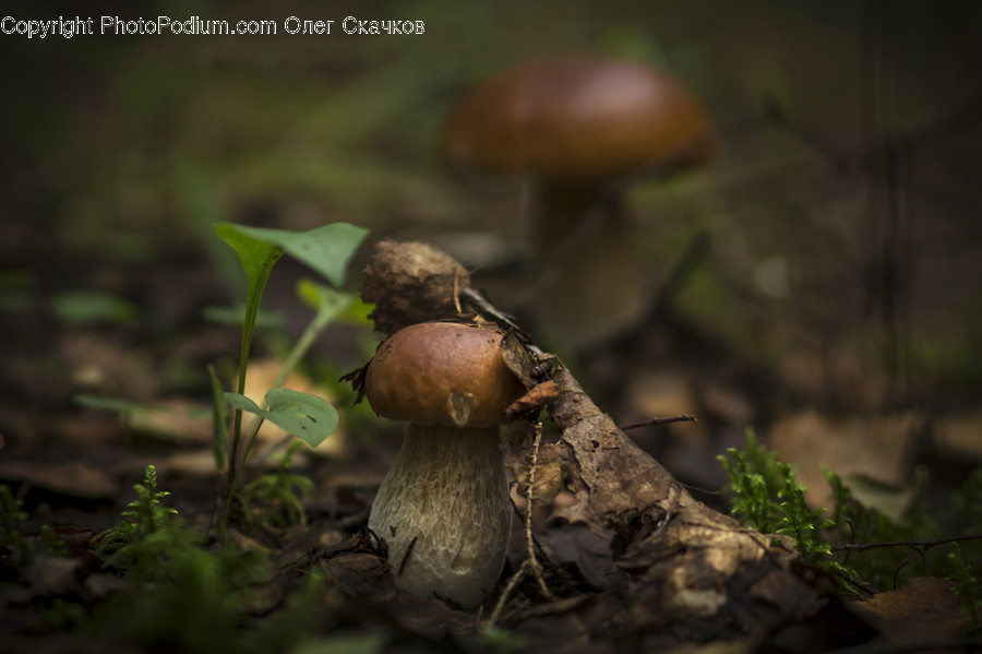 Fungus, Acorn, Flora, Food, Grain