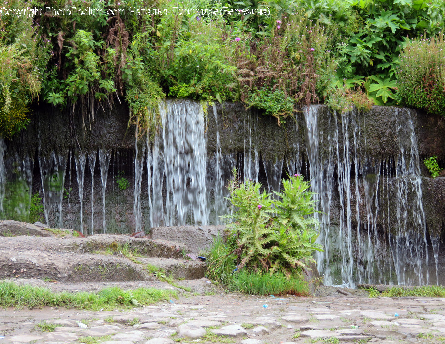 Flora, Forest, Land, Nature, Outdoors