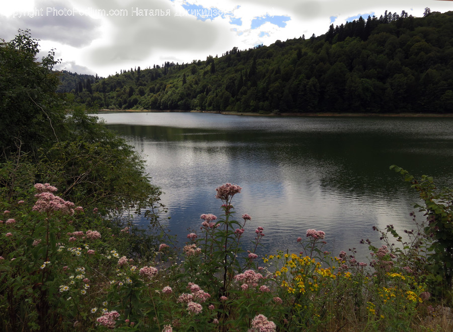 Lake, Outdoors, Water, Flora, Plant