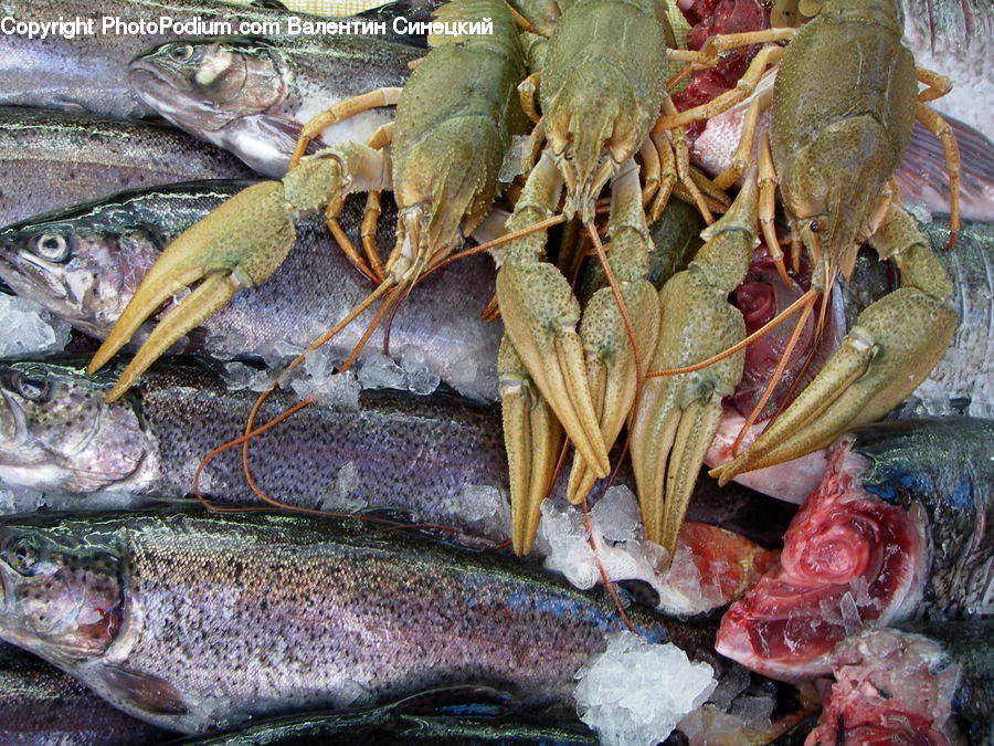 Food, Lobster, Sea Life, Seafood, Cricket Insect, Grasshopper, Insect