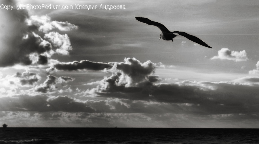 Animal, Bird, Seagull, Cloud, Cumulus