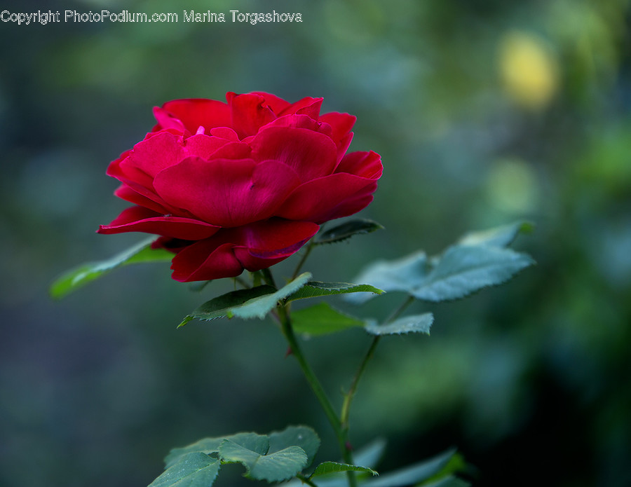 Blossom, Flora, Flower, Plant, Rose