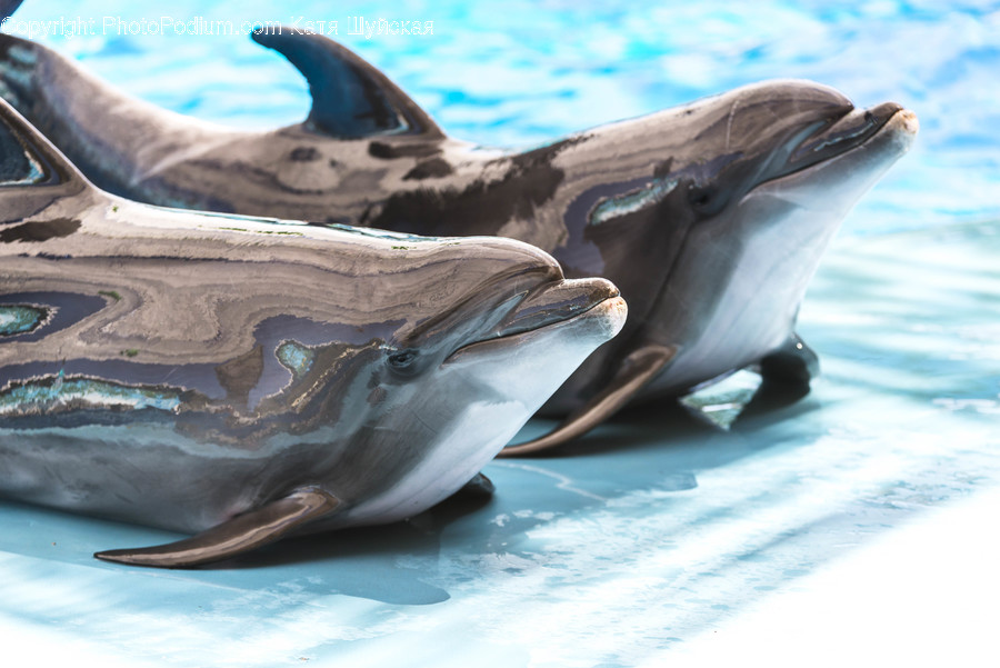 Animal, Dolphin, Mammal, Sea Life