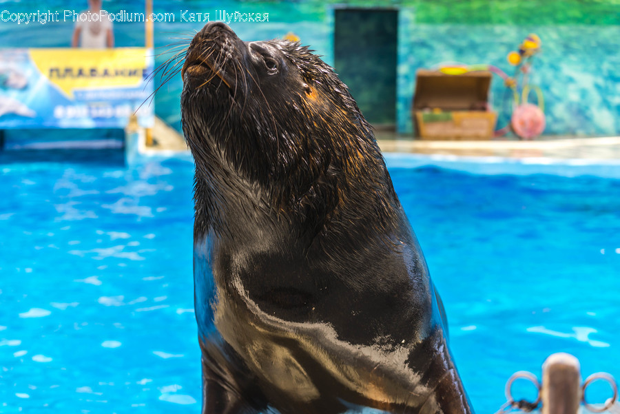 Animal, Mammal, Sea Life, Sea Lion, Human