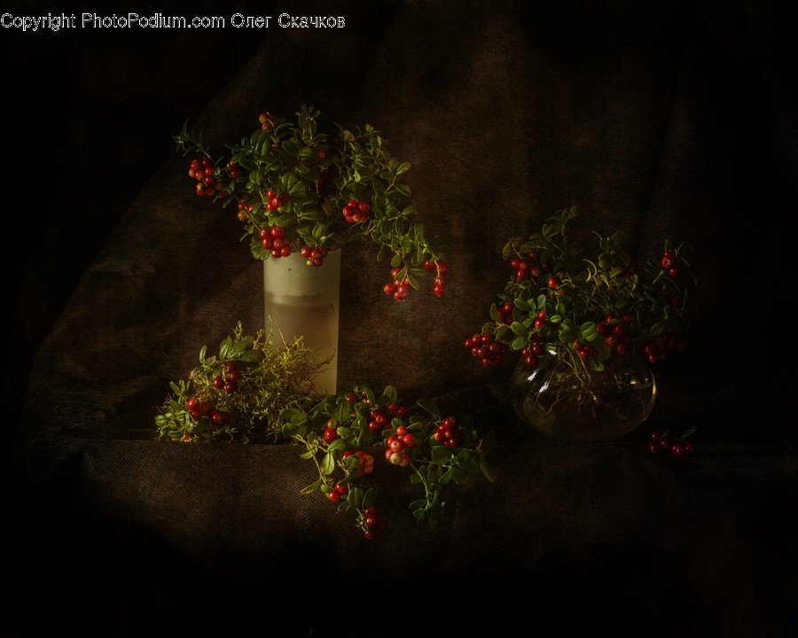 Flora, Jar, Plant, Potted Plant, Pottery