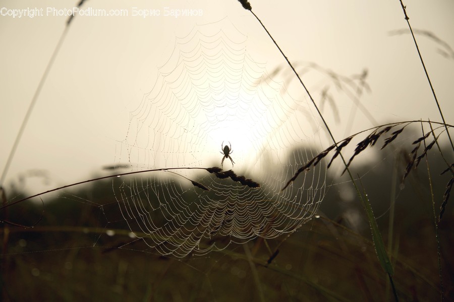 Flora, Grass, Plant, Spider Web, Vegetation