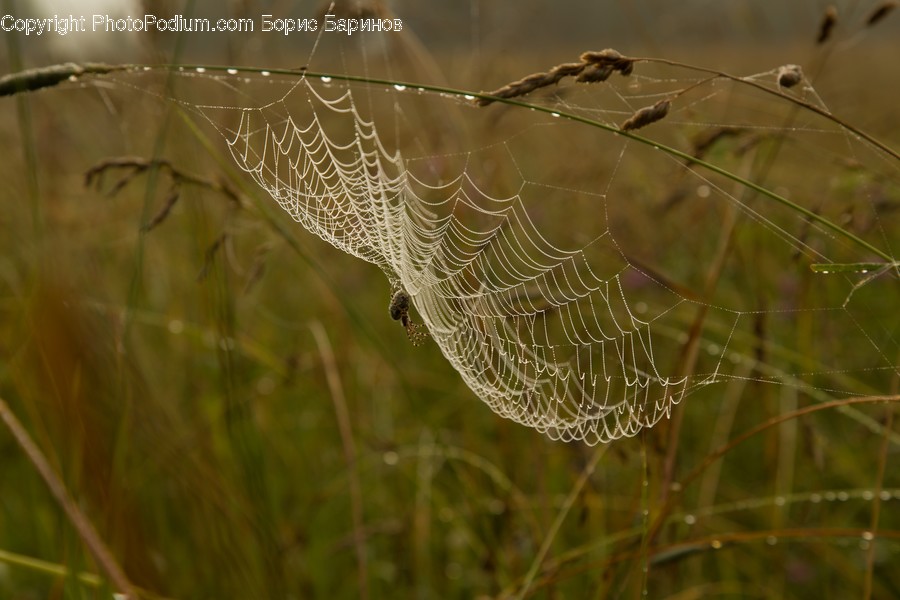 Animal, Arachnid, Garden Spider, Insect, Invertebrate