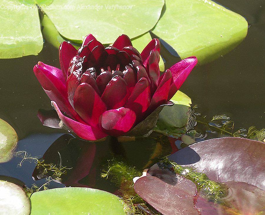 Blossom, Flora, Flower, Lily, Plant