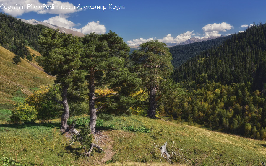 Outdoors, Wilderness, Conifer, Flora, Plant