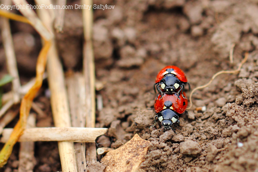 Animal, King Snake, Reptile, Snake, Dung Beetle