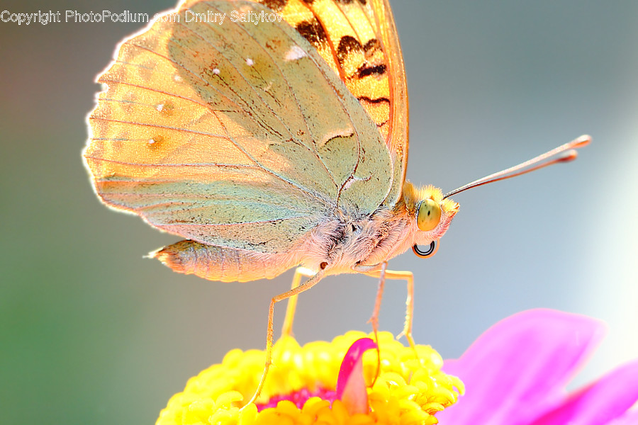 Animal, Butterfly, Insect, Invertebrate, Blossom
