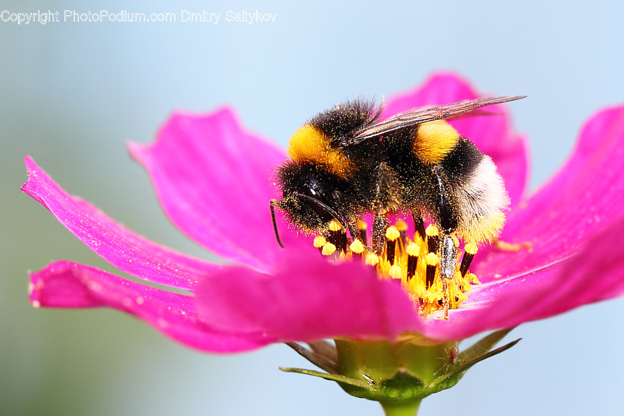 Animal, Bee, Insect, Invertebrate, Flora