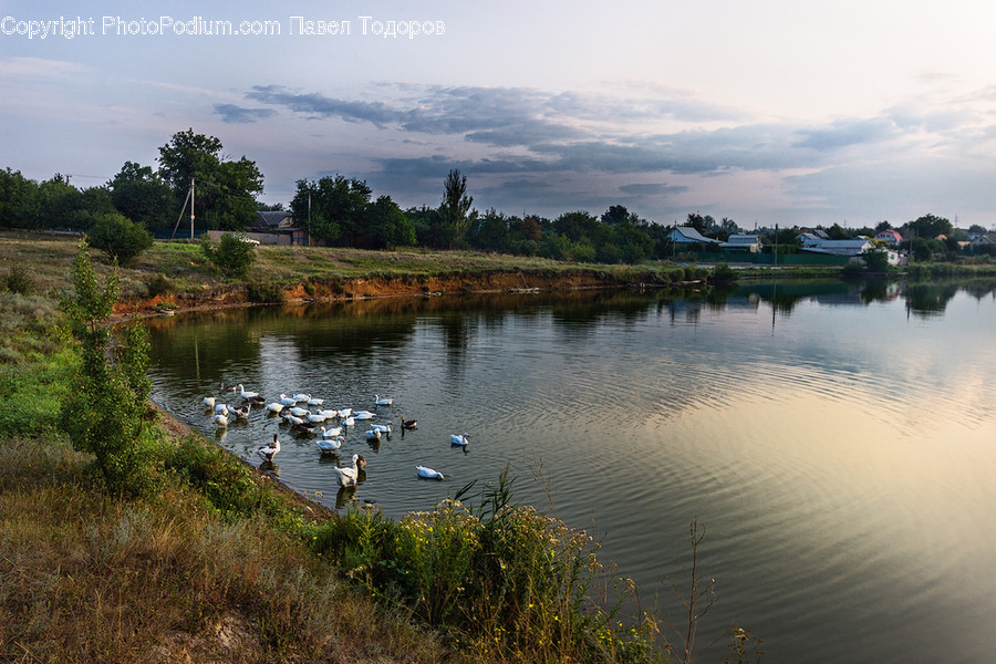 Lake, Outdoors, Water, Land, Marsh