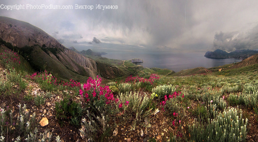 Flora, Plant, Vegetation, Coast, Nature
