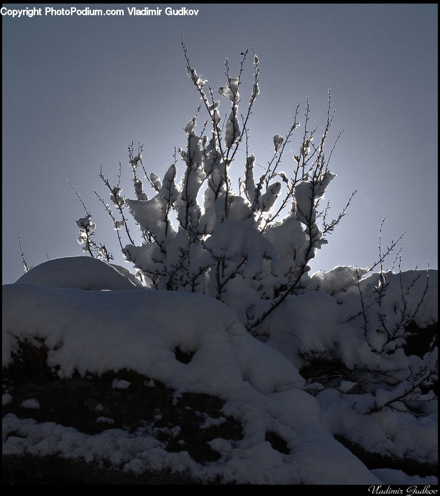 Ice, Outdoors, Snow, Bush, Plant, Vegetation, Tree