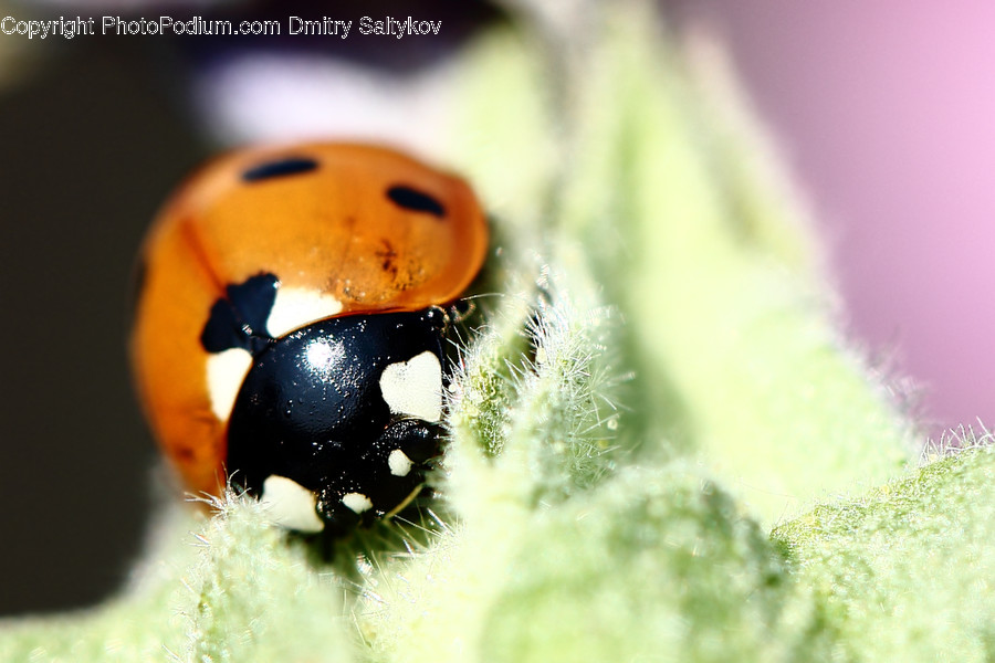 Animal, Insect, Invertebrate, Arachnid, Black Widow