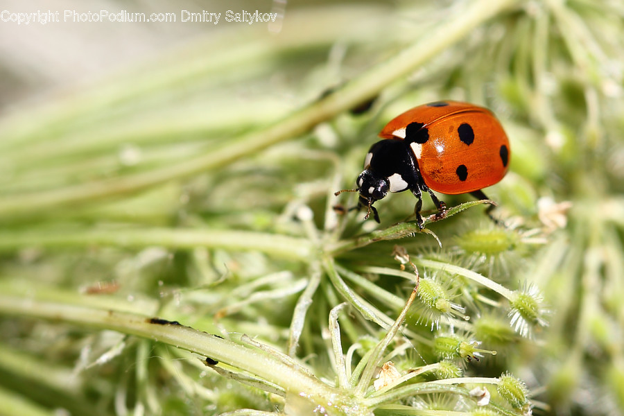 Animal, Insect, Invertebrate, Ant, Conifer