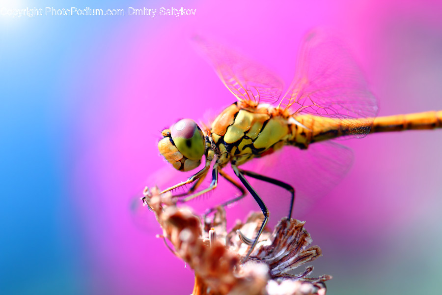 Animal, Anisoptera, Dragonfly, Insect, Invertebrate