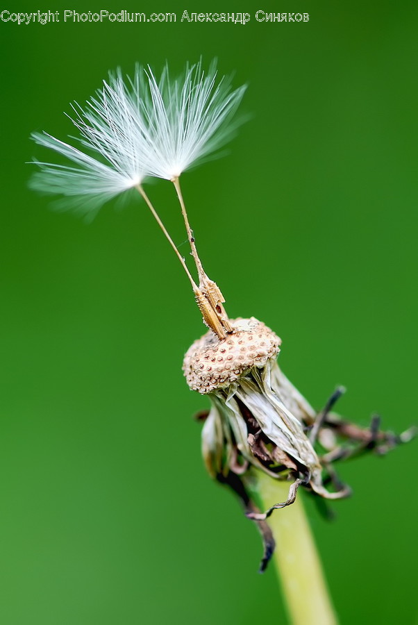Animal, Grasshopper, Insect, Invertebrate, Arachnid