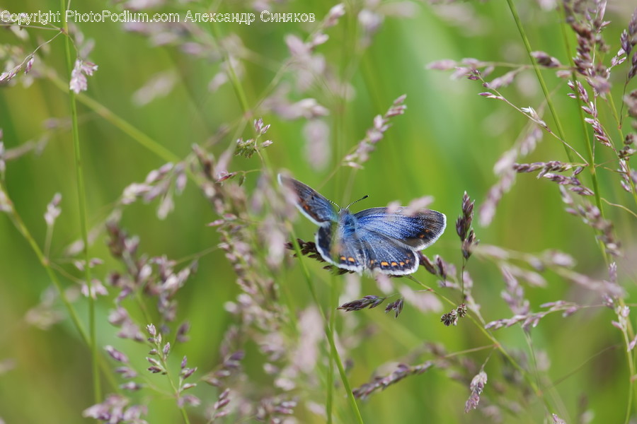 Animal, Apidae, Bee, Insect, Invertebrate