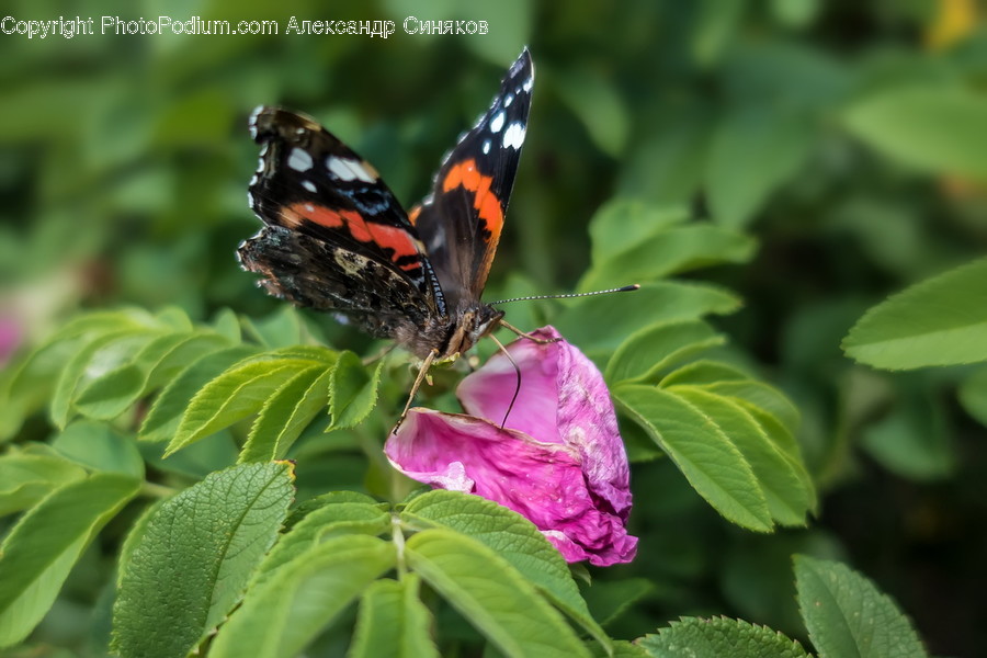 Animal, Butterfly, Insect, Invertebrate, Asilidae