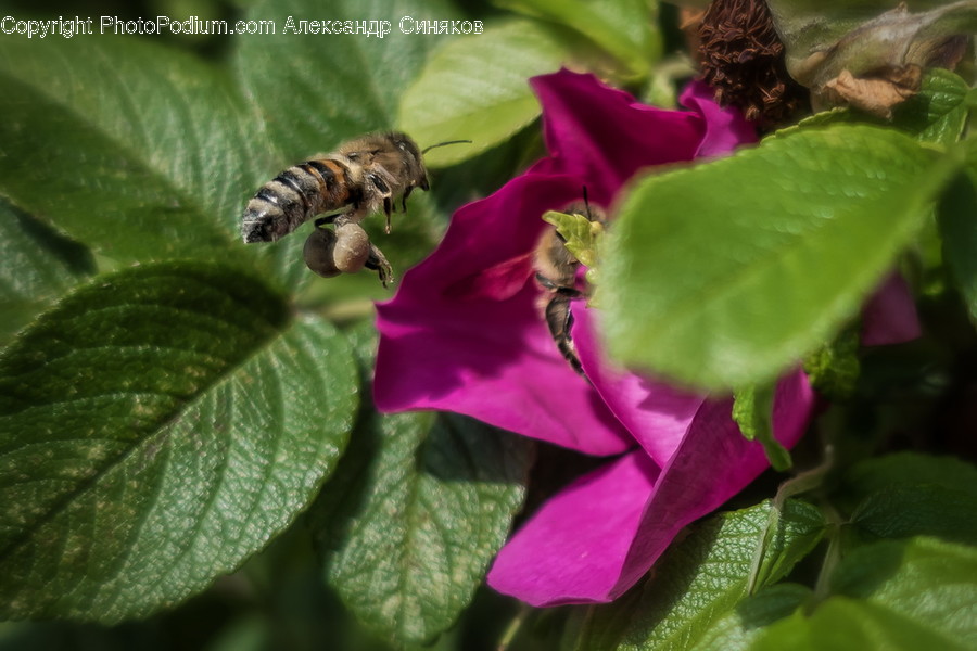 Animal, Bee, Insect, Invertebrate, Blossom